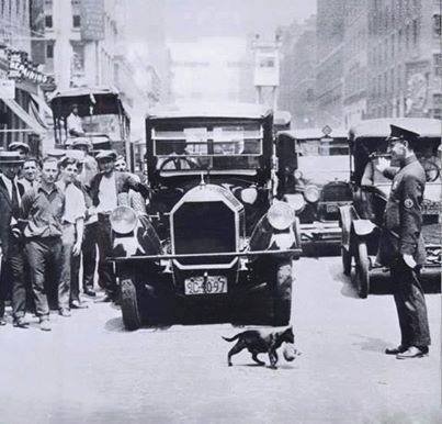 Traffic suspended to let a cat carrying a kitten cross the street. New York, July 1925.
