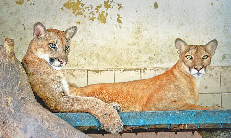 New Born Puma at the Karachi Zoo Needs 